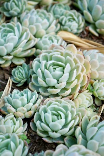 Echeveria elegans