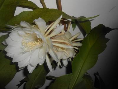 Epiphyllum oxypetalum