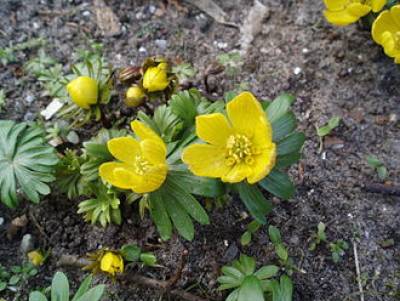 eranthis_hyemalis.jpg