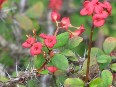 Euphorbia milii