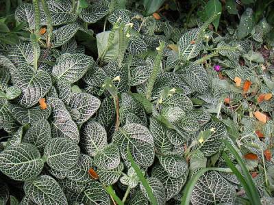 Fittonia albivenis