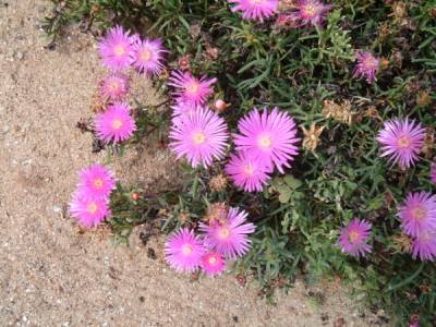 Lampranthus productus Lampranthus productus
