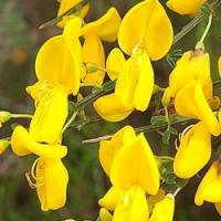 Cytisus scoparius