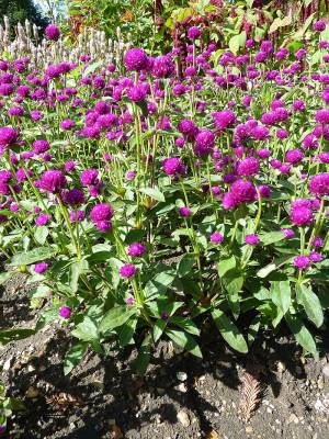 Gomphrena globosa