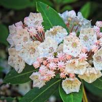 kalmia_latifolia