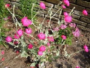 Lychnis coronaria