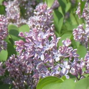 syringa_vulgaris