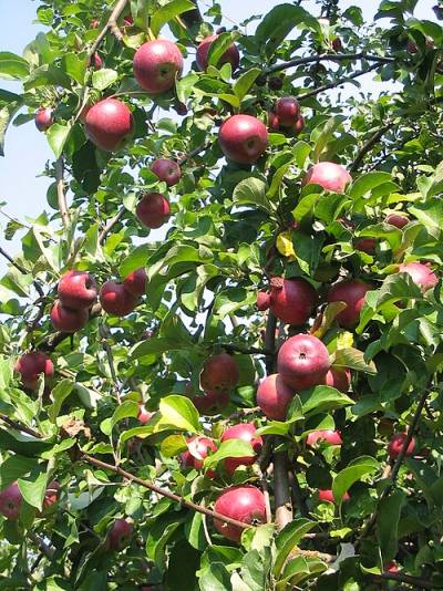 Malus pumila Malus pumila