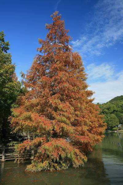 Metasequoia