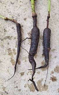 Racines tubérisées de Mirabilis