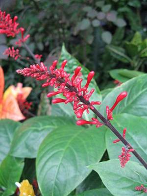 Odontonema cuspidatum 