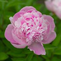 Pivoine