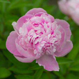 Pivoine