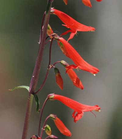 Penstemon barbartus Penstemon barbartus