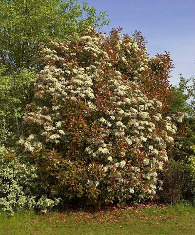 Photinia fraseri