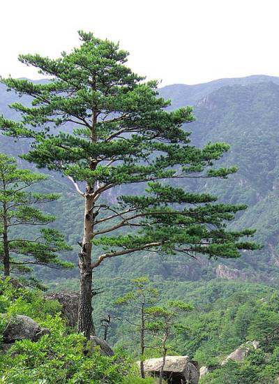 Pinus