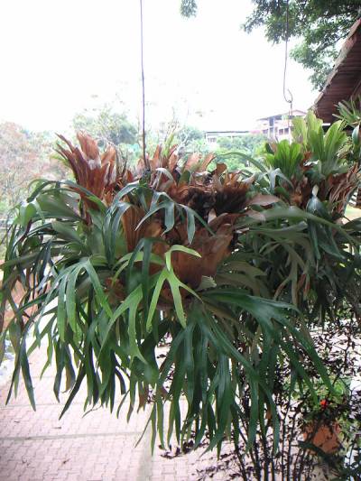 Platycerium