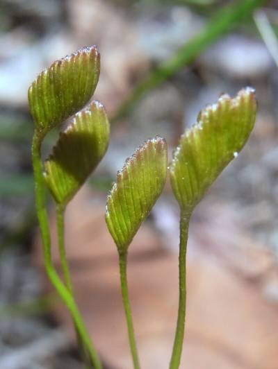 Schizaea_bifida