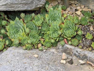 Sempervivum tectorum