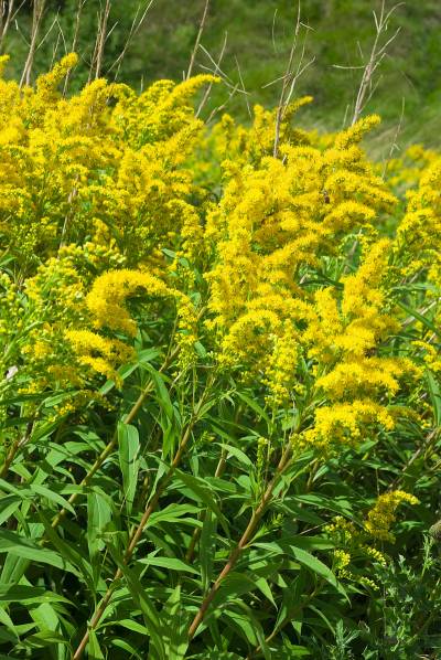 Solidago_canadensis