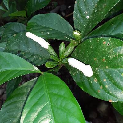 Spathacanthus hoffmannii