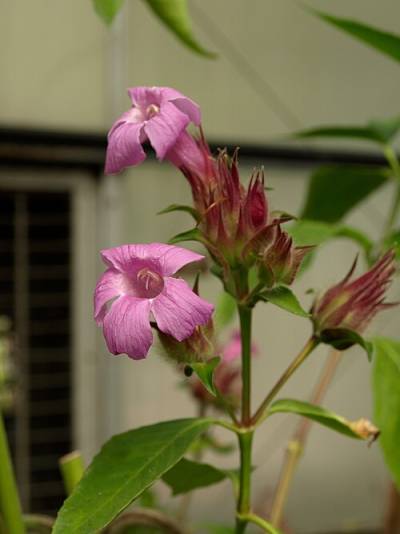 Suessenguthia trochilophila