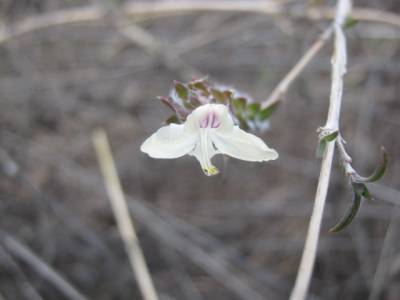 Tetramerium nervosum