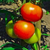 Tomate - Solanum lycopersicum