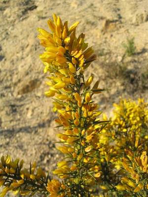 Ulex parviflorus