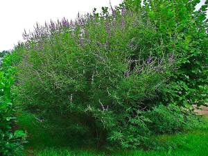 Vitex agnus-castus