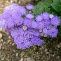 ageratum.jpg