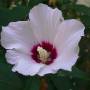 hibiscus_syriacus.jpg
