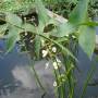 sagittaria_latifolia.jpg