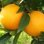 citrus_sinensis.jpg