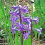 hyacinthus_orientalis.jpg