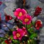 saxifraga_arendsii.jpg