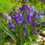 scilla_siberica.jpg