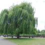 salix_babylonica.jpg