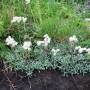 antennaria_dioica.jpg
