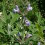 salvia_officinalis.jpg