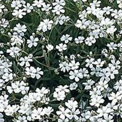 Gypsophila paniculata.jpg