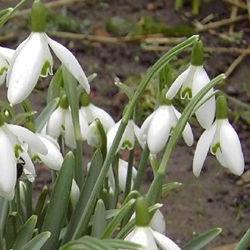 Galanthus nivalis.jpg