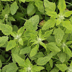 Atriplex hortensis.jpg