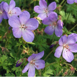 Geranium grandiflorum.jpg