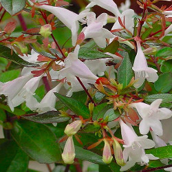 Abelia.jpg