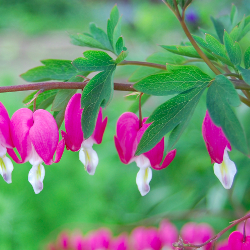 Dicentra spectabilis.jpg