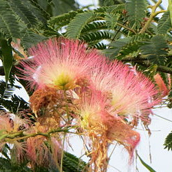 Albizia julibrissin.jpg