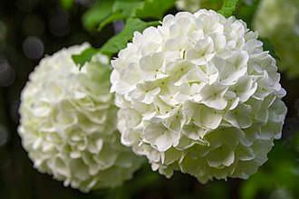 Fichier:Viburnum opulus.jpg