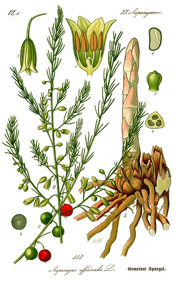 Asparagus officinalis2.jpg