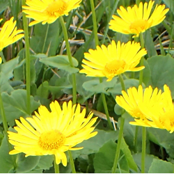 Doronicum orientale.jpg